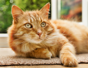 Close-up of a cat lying  next to a patio door