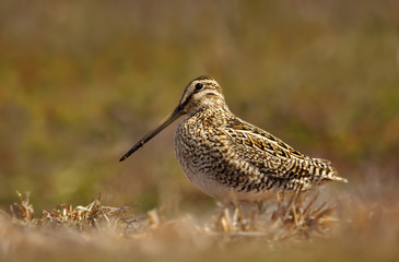 Close up of a snipe in wetlands