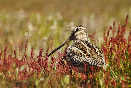 Close up of a snipe in wetlands