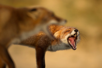 Portrait of two red foxes fighting each other