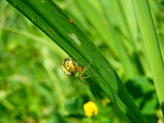 aranha