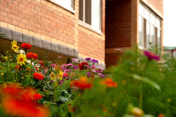 Fototapeta na wymiar Flowers and city houses. Summer bright flowers on city streets. Flowerbeds near the city buildings. Summer in the city.