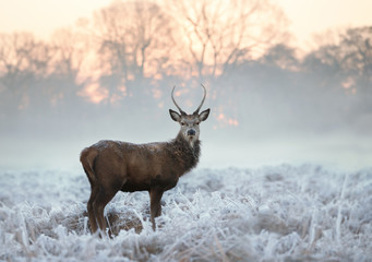 Fototapeta premium Young red deer standing on a cold winter morning