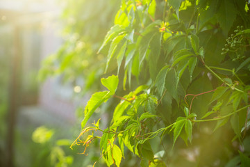 Naklejka premium Parthenocissus tricuspidata (Virginia creeper) in the garden. Shallow depth of field.