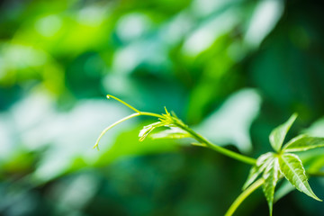 Parthenocissus tricuspidata (Virginia creeper) in the garden. Shallow depth of field.