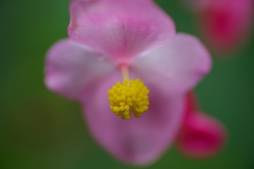 Hardy begonia (Syuukaidou)
