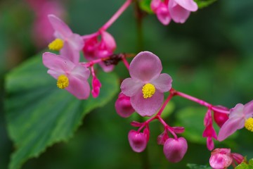 Hardy begonia (Syuukaidou)
