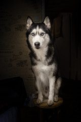 Dog portrait on black background. Siberian husky black and white with blue eyes. Studio art portrait.