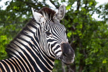 Fototapeta na wymiar Closeup of zebra looking at camera