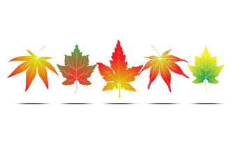 Naklejka na ściany i meble Maple leaf collection. Leaf in winter and autumn season. Vector EPS10