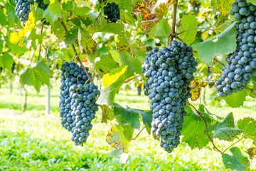 Shot of a Friularo bunch of grapes hanging from the vine plant. This grapes can be used for both red and white wines. 