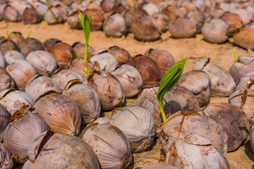 Dried coconut. Close up pile of brown old coconuts with dry coconut shells in the garden. Tropical organic fruits natural background.