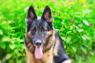 German shepherd against the bright floral background (shallow DOF, selective focus on the dog eyes)