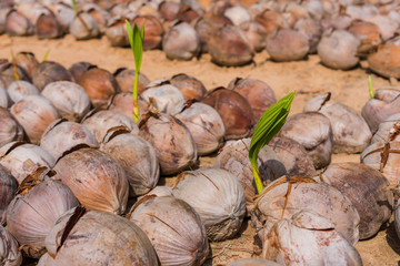 Dried coconut. Close up pile of brown old coconuts with dry coconut shells in the garden. Tropical organic fruits natural background.
