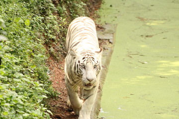 white tiger