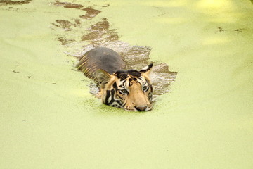 tiger in water