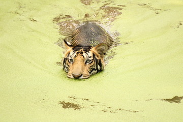 tiger in water