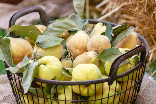 Gepfl&uuml;ckte Quitten mit gr&uuml;nen Bl&auml;ttern in einem  rustikalem Erntekorb