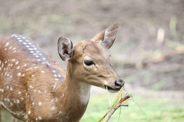 deer eating