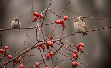 Sparrows among the red hips.