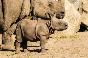 A newborn baby Rhino with mother at the Berlin Zoo.