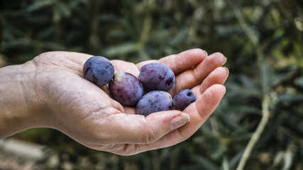 A heap of ripe olives in a hand. Harvested fresh olives in the hands of farmer. Farmer holding a handful of fresh harvested olives. Selective focus. Picking olives from tree.  Olive oil production.