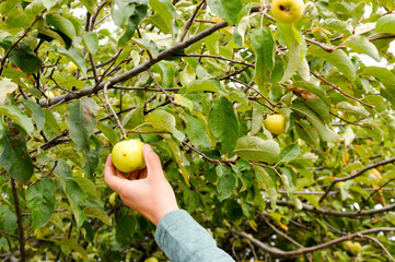 frau hand pflückt frischen apfel quitte birne von baum