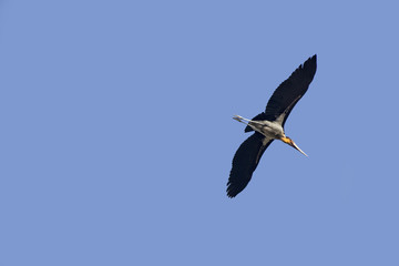 Hornbill bird in  kaziranga national park india