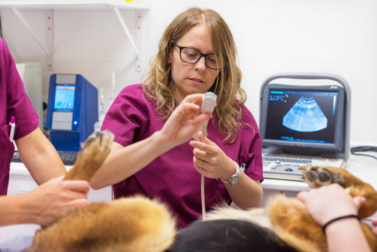 Veterinary doctor ultrasound scan in veterinary clinic