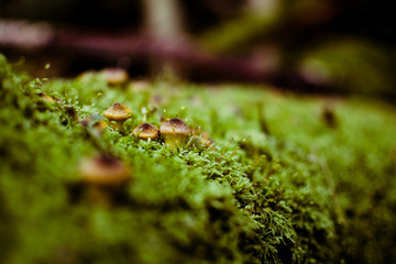 the beauty of nature/forest/plants