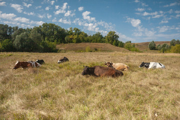 Naklejka na ściany i meble cows herd on pastuure grass field at sunny day
