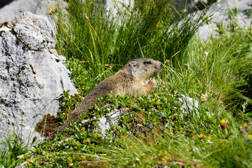 Murmeltier im Sommer in Lech am Arlberg auf einem Stein in den Alpen