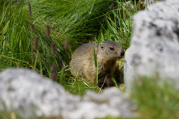 Murmeltier im Sommer in Lech am Arlberg auf einem Stein in den Alpen