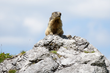 Murmeltier im Sommer in Lech am Arlberg auf einem Stein in den Alpen