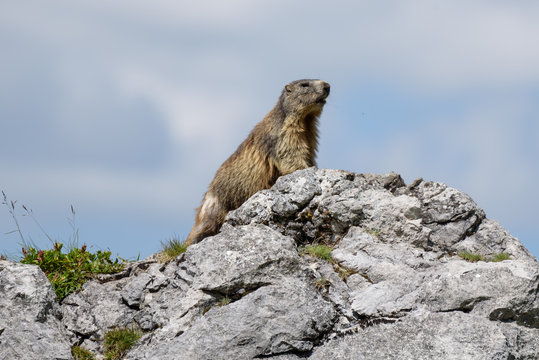 Murmeltier im Sommer in Lech am Arlberg auf einem Stein in den Alpen