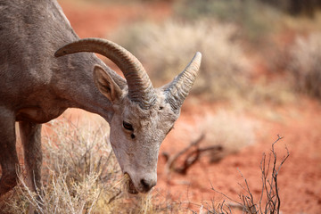 female Desert Bighorn Sheep at Valley of Fire State Park, Utah, USA