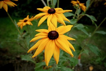 Two rudbeckia flowers in late summer garden