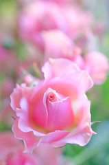 Beautiful soft focus pink roses as a blurred floral rose background (very shallow DOF, selective focus)