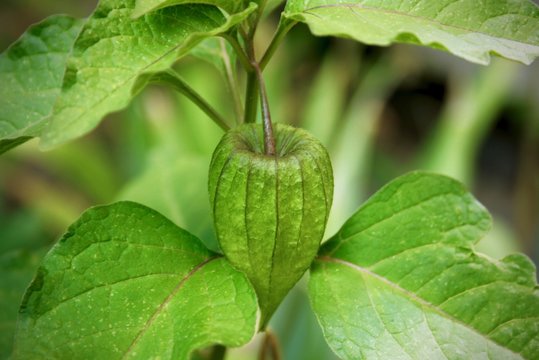 Ground Cherry In Wild Garden