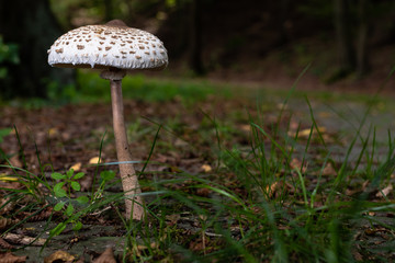 A mushroom in a forest