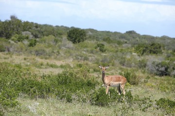 Naklejka na ściany i meble A single impala in the wild in South Africa