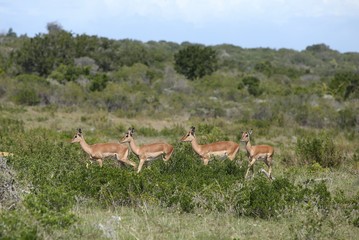 A picture of four young impala antelope in the wild in South Africa. 