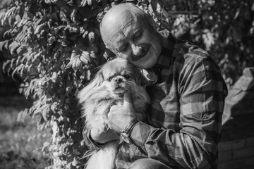 Senior man with his pet little red pekingese dog at home yard. American mature man with a dog. Concept of Life animals and human 