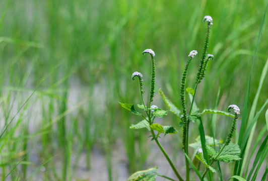 Heliotropium indicum L. Close up view and copy space of Alacransillo are weeds grow well in wetlands.