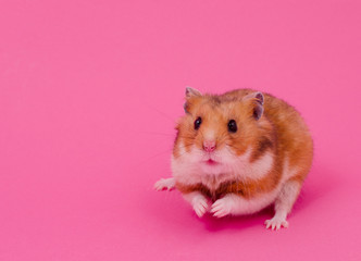 Cute funny Syrian hamster on a bright pink background, copy space on the left - obrazy, fototapety, plakaty