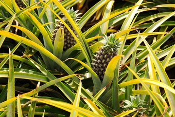 Fototapeta premium Pineapples being grown on a farm in South Africa. This image can be used to represent agriculture. 
