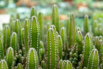 Close up group of green cactus background