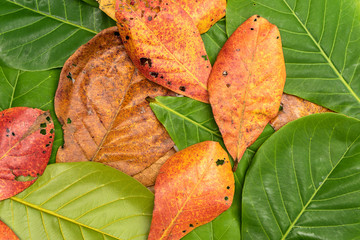 fresh and dried Indian-almond leaves background