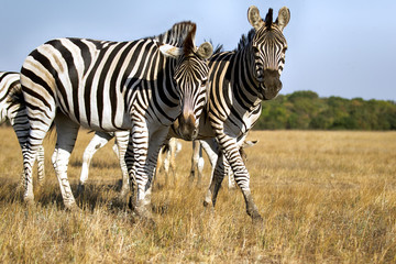 Fototapeta na wymiar herd of zebra in the savannah