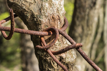An old rusty chain wraps around the tree trunk. The trunk of a tree dies under the onslaught of old iron